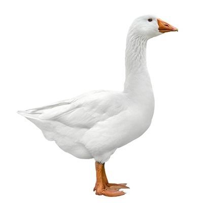 Goose341