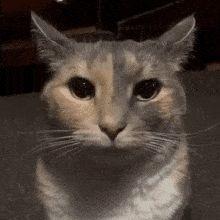 Lowrenzed avatar