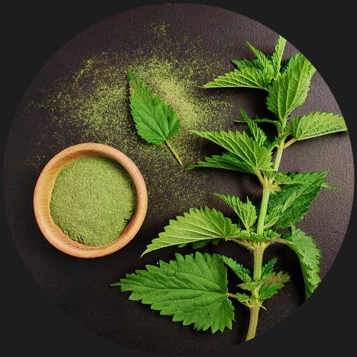 Urtica