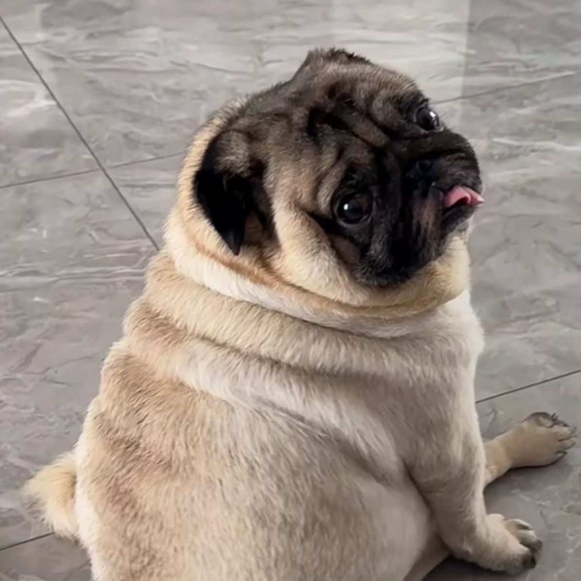 zoeydawg