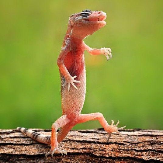 TheLizards