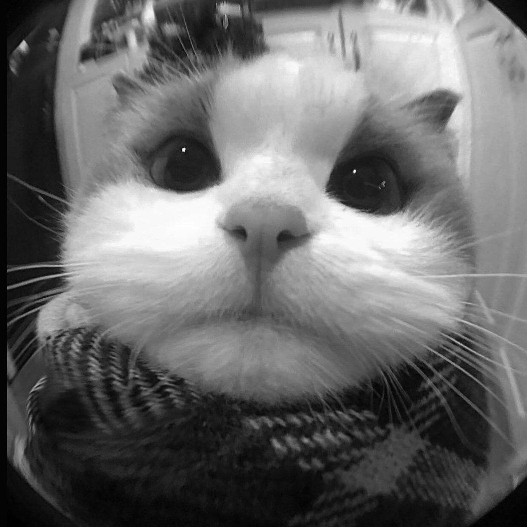 proooka avatar
