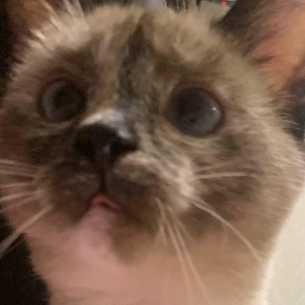 reessewe avatar