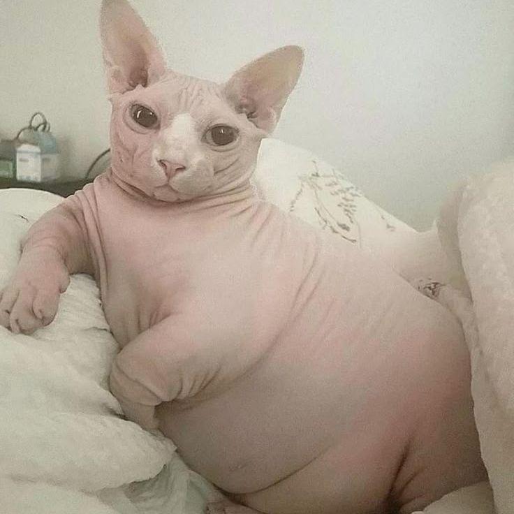 L9SIY_P0P1