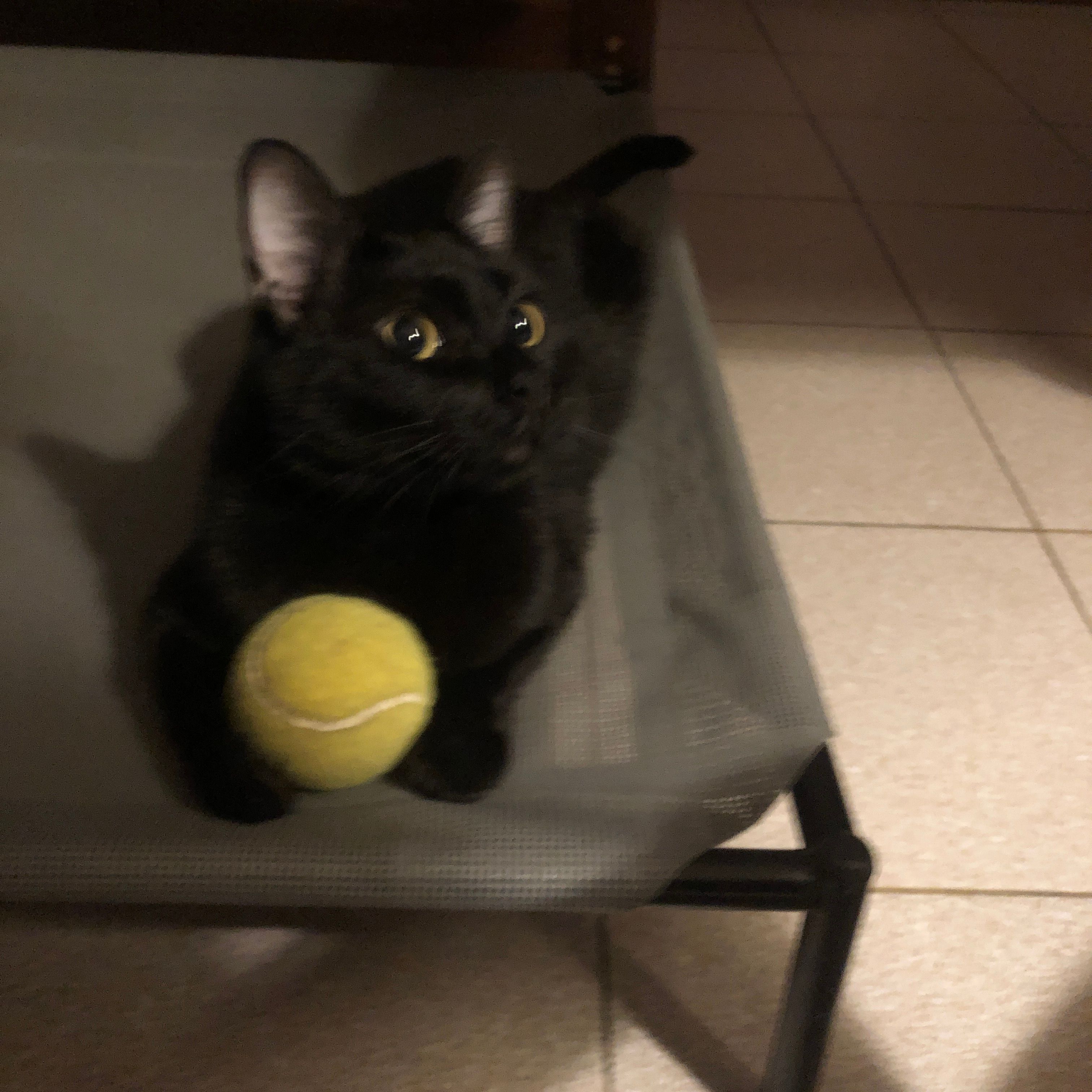 Lokiithecat