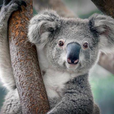 SuMBa_KoaLa