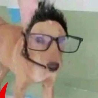 IROGOL