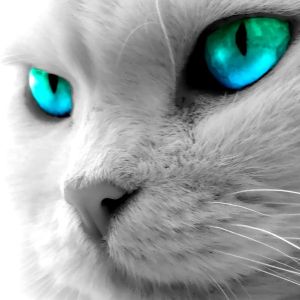 CATofficial1