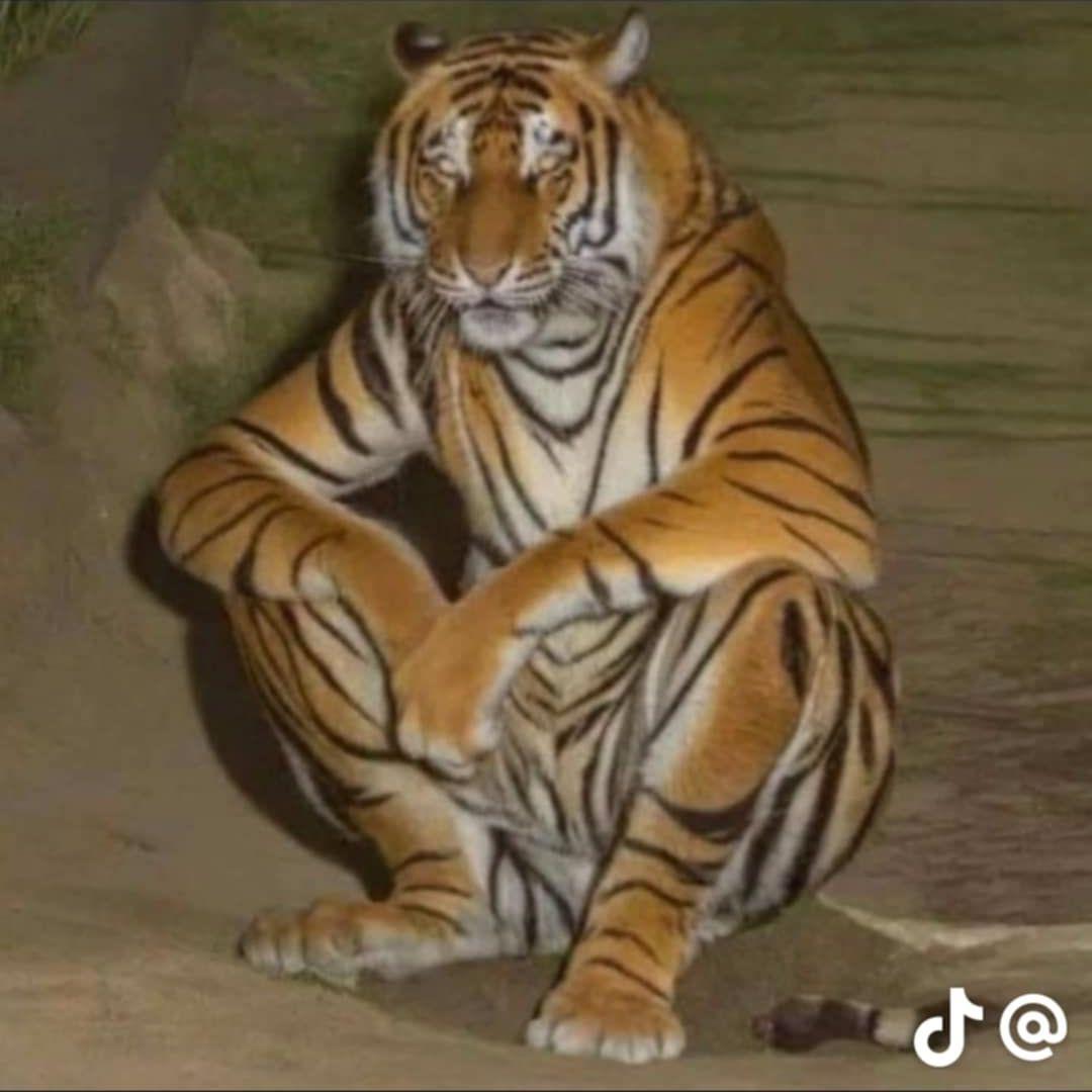 dukejt avatar