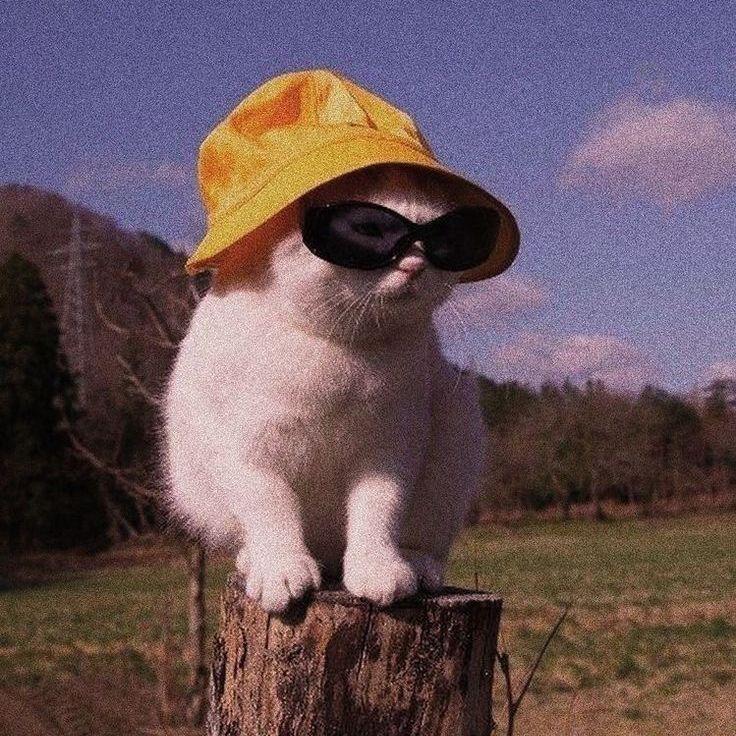 Gustave avatar