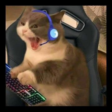 dashDevv avatar
