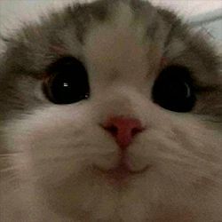 NERNI1 avatar