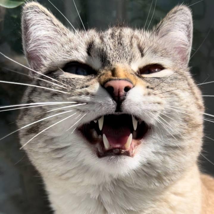 kosyaklove