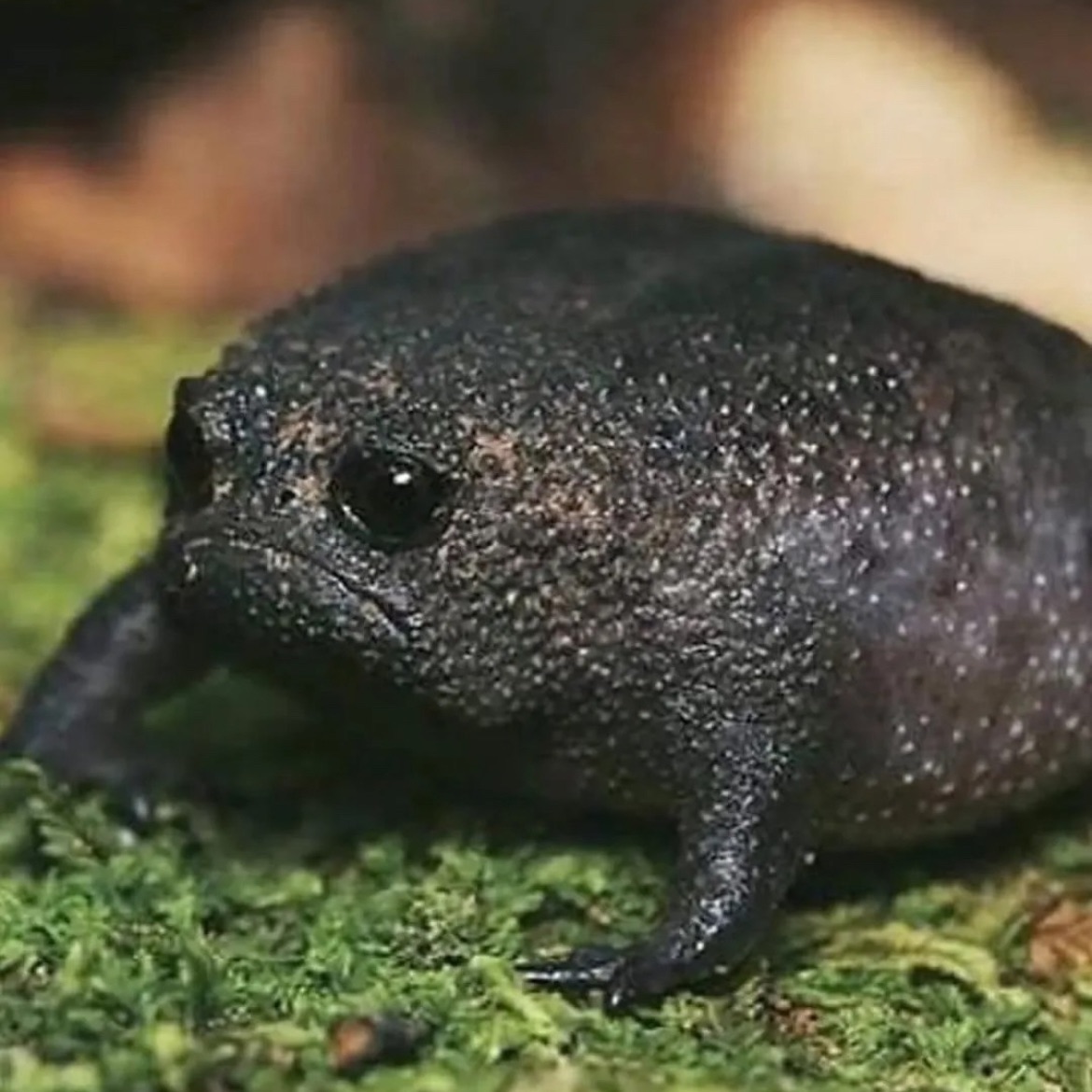 muaddib3000
