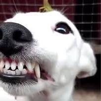 dobrakasia