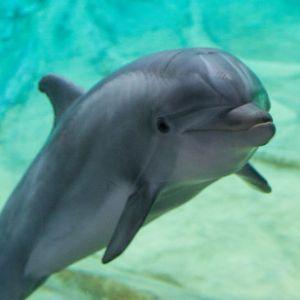tiltdolphin avatar