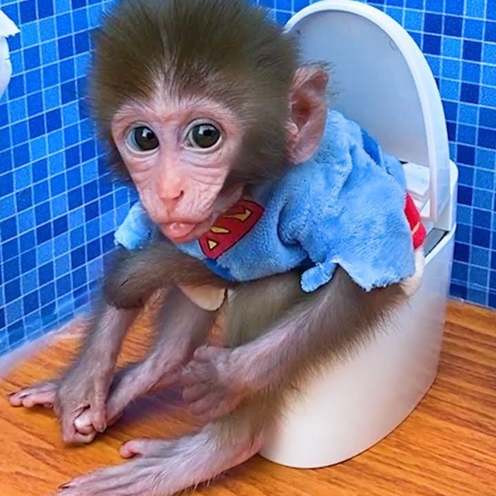 Jungle Monkey
