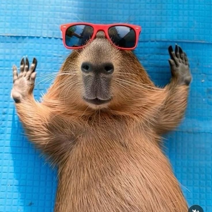 capybara3222