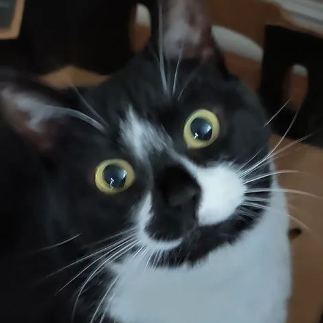 mikeybrotha avatar