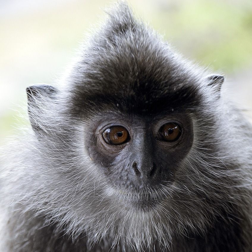 SilverMonkeys