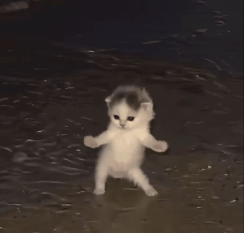 mstkd