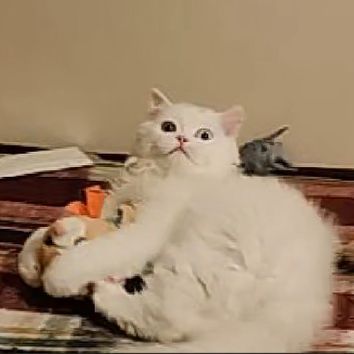 Me0v