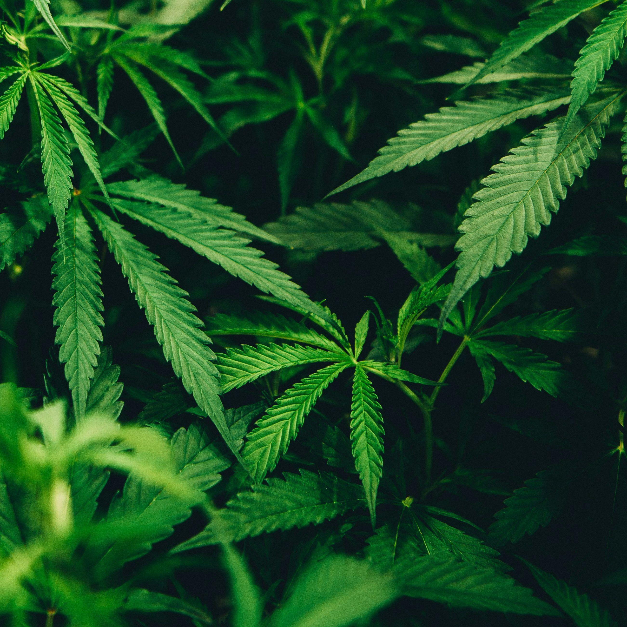 WeeD3234 avatar