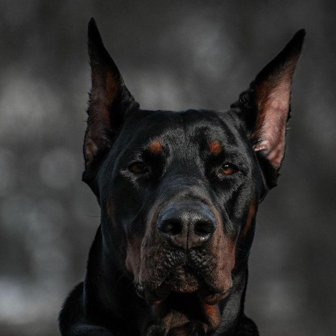 szatanicho avatar