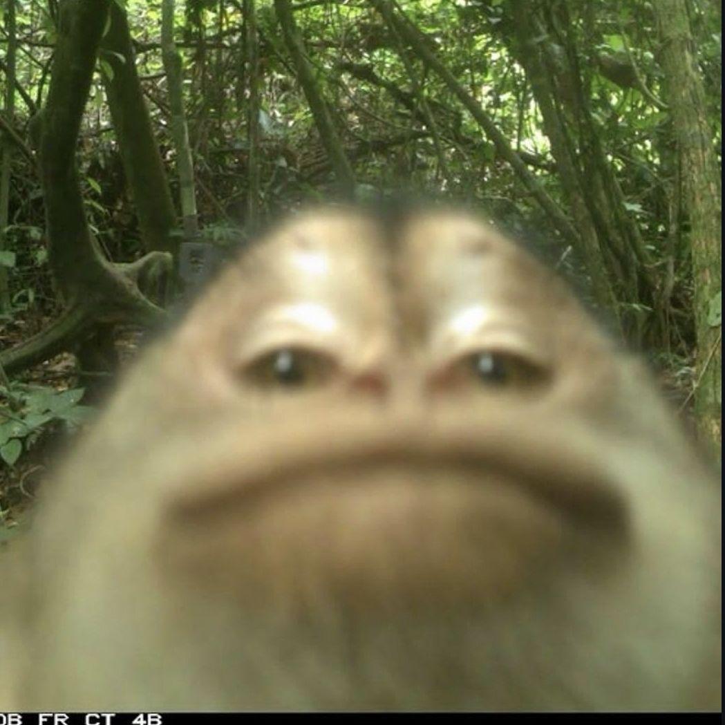 neoElbrus avatar