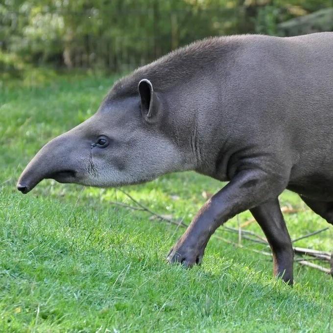 tapir09 avatar